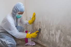 Best Airborne Mold Testing  in Rainbow Lakes Estates, FL